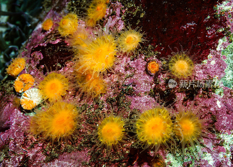 Balanophyllia elegans，橙珊瑚或橙杯珊瑚，是孤独杯珊瑚的一种，是石珊瑚科的石珊瑚。它是一种偶氮黄藻，在其组织中不含有共生的鞭毛藻。蒙特利湾，加州